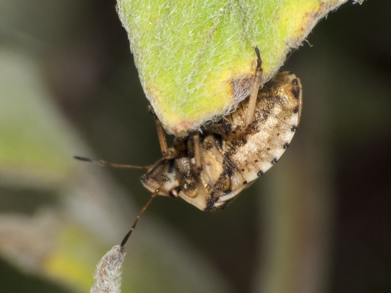 Derula flavoguttata Mulsant & Rey, 1856